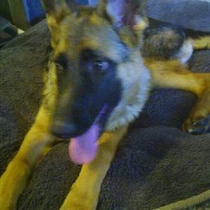 Meet your Posher, Gretchen