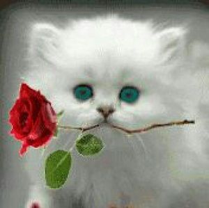 Meet your Posher, Araceli