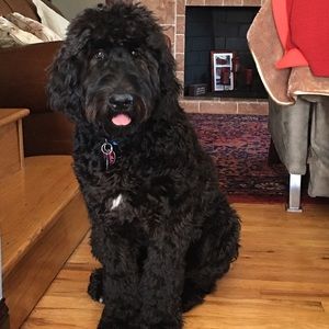 Meet your Posher, Darlene