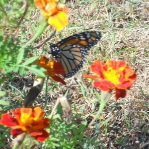 Meet your Posher, Joann