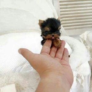 Meet your Posher, Desiree