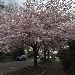 Meet your Posher, Jolene