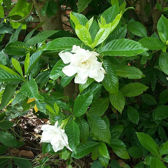 Meet your Posher, Kristi - Picture 4 of 4