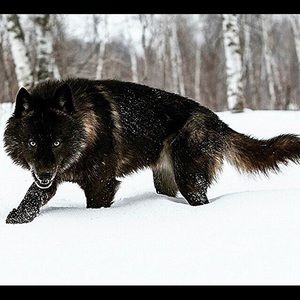 Meet your Posher, Terrance