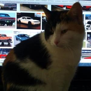 Meet your Posher, Charles