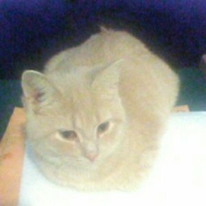 Meet your Posher, Sean