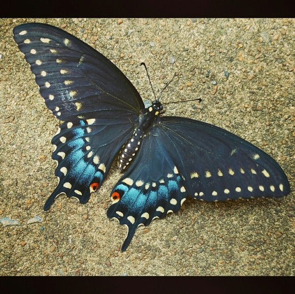 Meet your Posher, Lisa - Picture 2 of 3