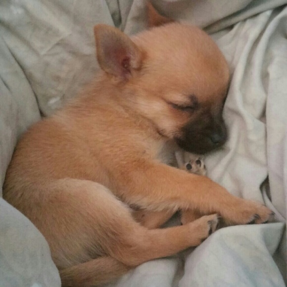 Meet your Posher, Cassandra - Picture 1 of 1