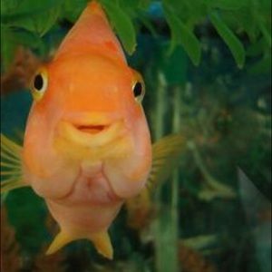 Meet your Posher, Iris