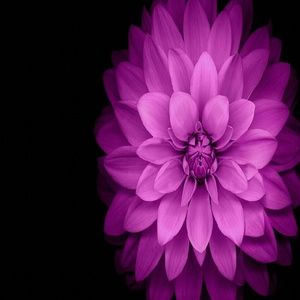 Meet your Posher, Isabel