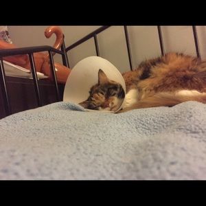 Meet your Posher, Cameryn