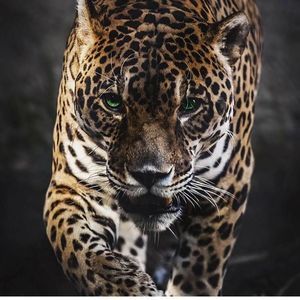 Meet your Posher, Dev