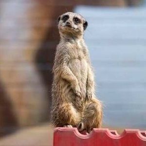 Meet your Posher, Bobby