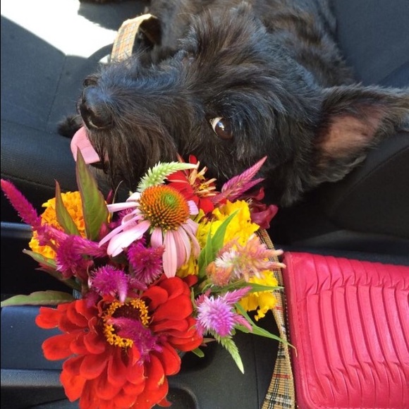 Meet the Posher! - Picture 2 of 4