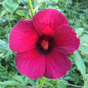 Meet your Posher, Norma l.