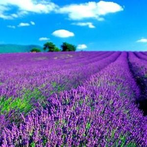 Meet your Posher, Lavender