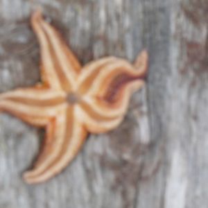 Meet your Posher, Roellen