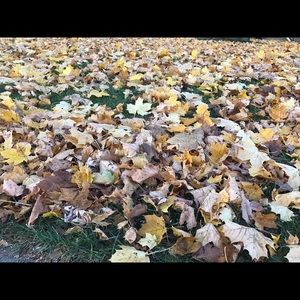 Meet your Posher, Rose