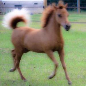 Meet your Posher, Dianne