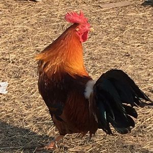 Meet your Posher, Karen