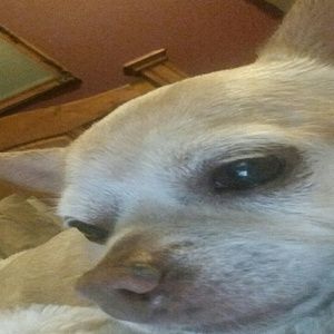 Meet your Posher, Dena