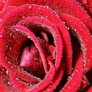 Meet your Posher, Tawana