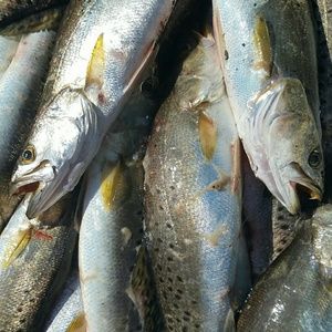 Meet your Posher, Donald