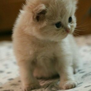 Meet your Posher, Ibrahim