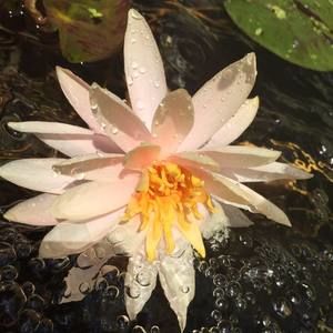 Meet your Posher, Ali