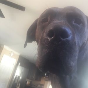 Meet your Posher, Edan