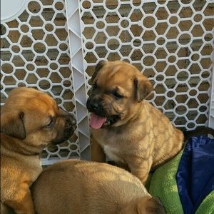 Meet your Posher, Jordan