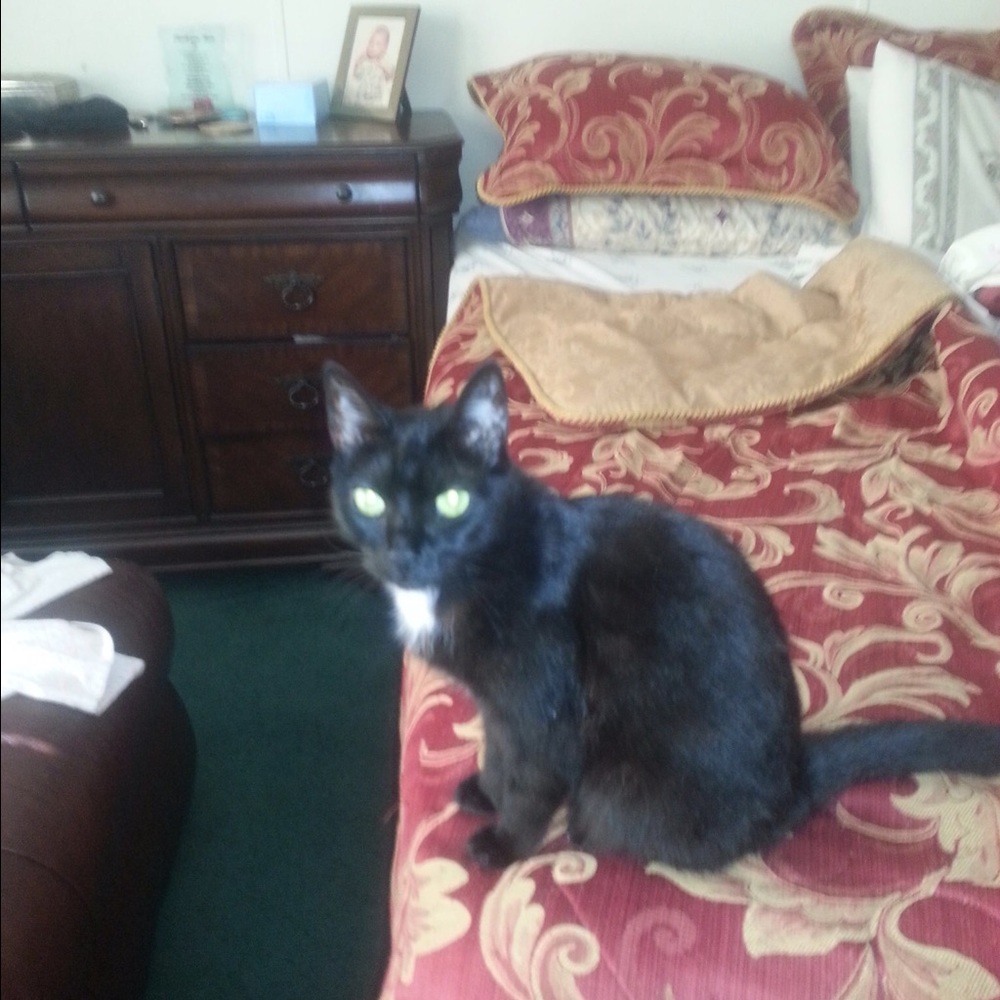 Meet your Posher, Veronica