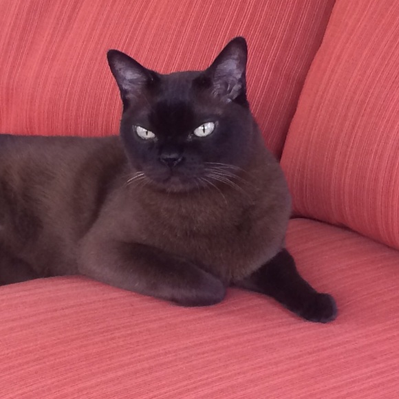 Meet your Posher, Lisa - Picture 1 of 1