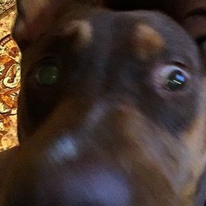 Meet your Posher, Morgan