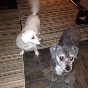 Meet your Posher, Faye