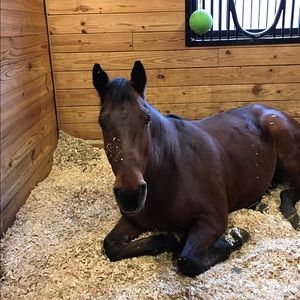 Meet your Posher, Grace