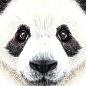 Meet your Posher, Rafael