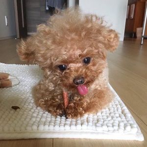 Meet your Posher, Kuetsy