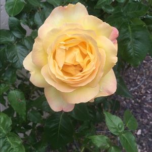 Meet your Posher, April