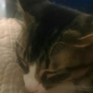 Meet your Posher, Jackson