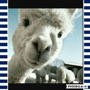 Meet your Posher, Lexie