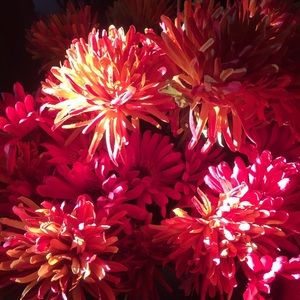 Meet your Posher, Carole