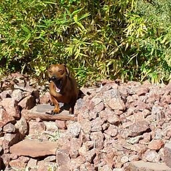 Meet your Posher, M. Amaris - Picture 2 of 2