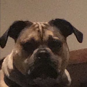 Meet your Posher, Gibson