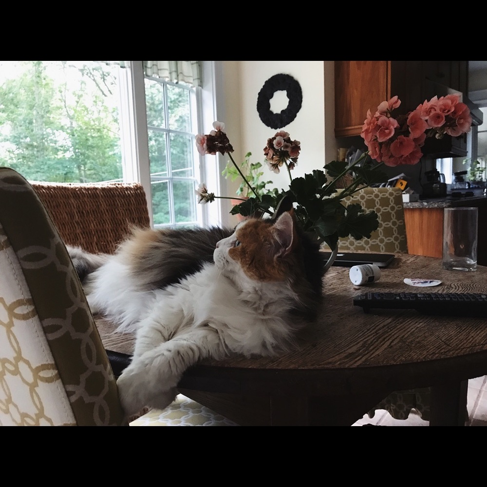 Meet your Posher, Grace