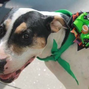 Meet your Posher, Felicia