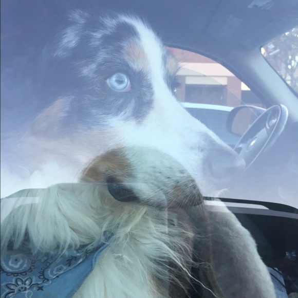 Meet your Posher, Ellie - Picture 1 of 1