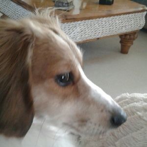 Meet your Posher, Susan