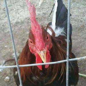 Meet your Posher, Francisco