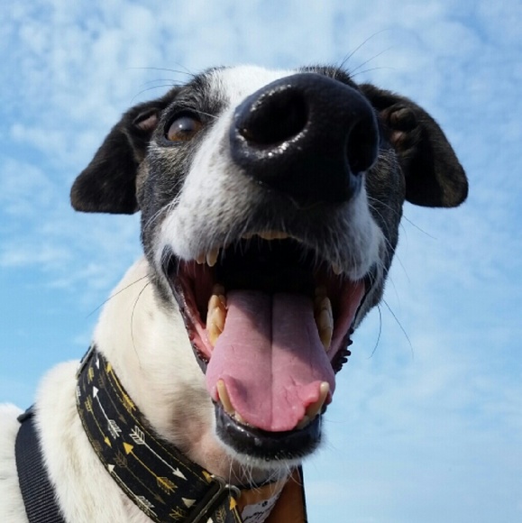 Meet your Posher, Samantha - Picture 3 of 7